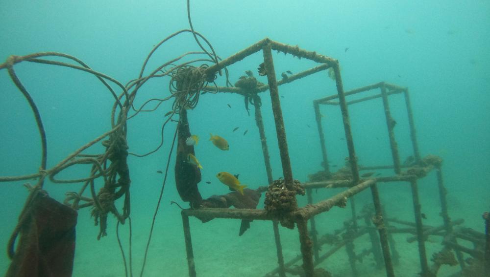 SMUX Diving