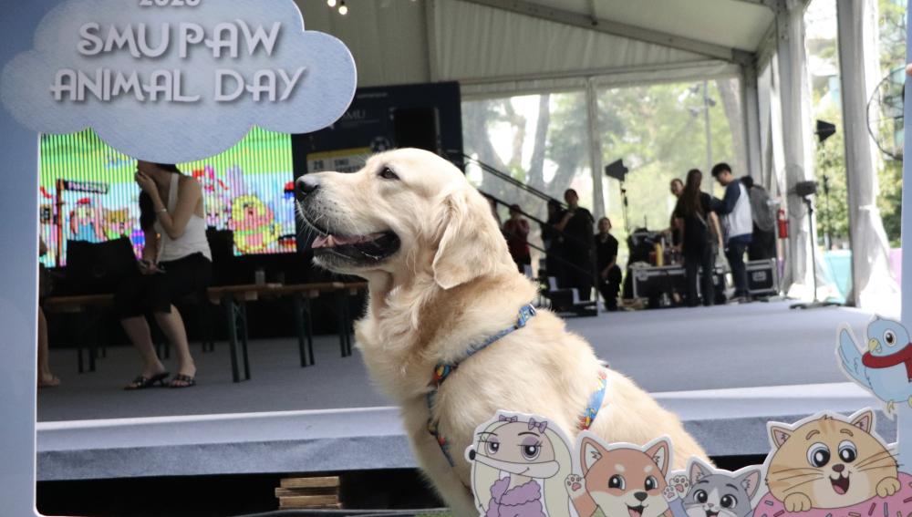 SMU People for Animal Welfare 