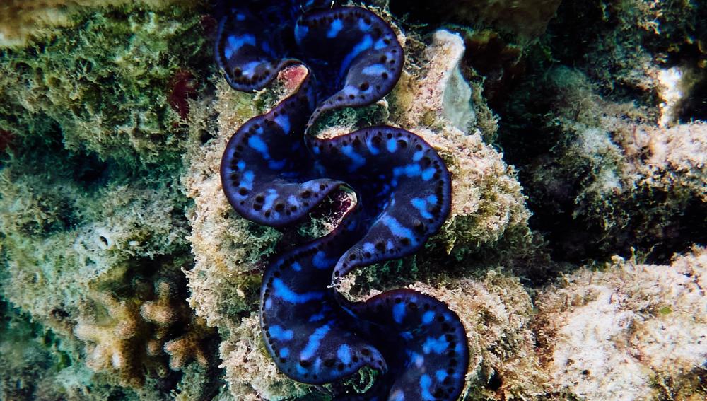 SMUX Diving